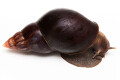 Lissachatina fulica b adult, 13cm
